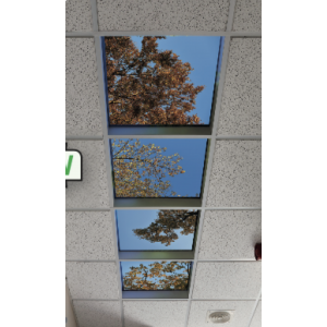Ceilingscape  - Autumn Branches - Set of 4